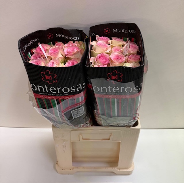 Rosa ec swan MR.jpg